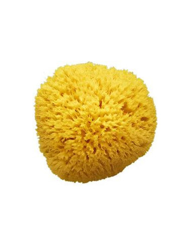 Spugna Mare Arcipelago 10 Med