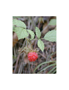 Msa Rubus Idaeus 50 Ml