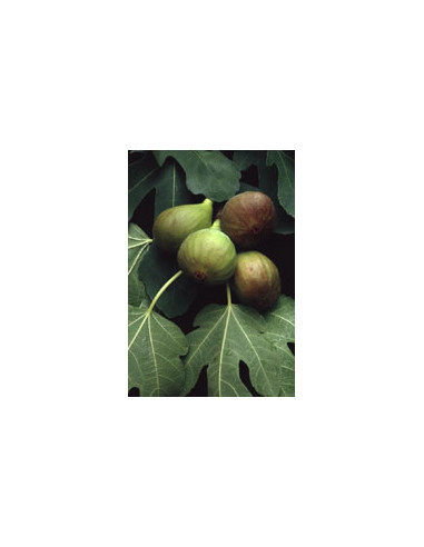 Msa Ficus Carica 50 Ml