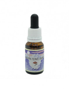 Cedar 15ml