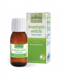 Ampelopsis Westratto...