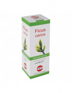 Ficus Carica Macerato...