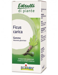 Ficus Carica Boiron...