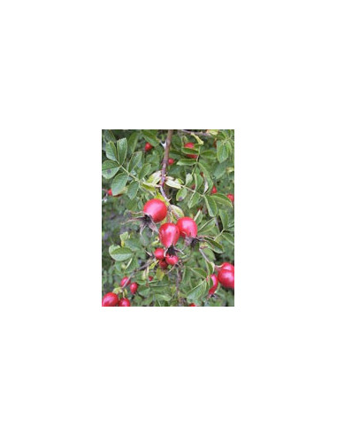 Msa Rosa Canina 50 Ml
