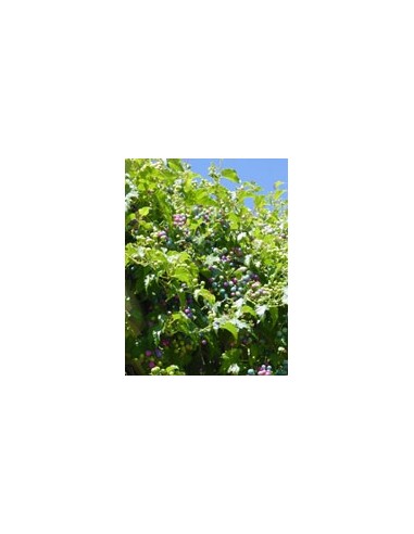 Msa Ampelopsis Weitc 50 Ml