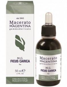 Ficus Carica Macerato...