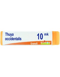 Thuya Occidentalis Xmk...