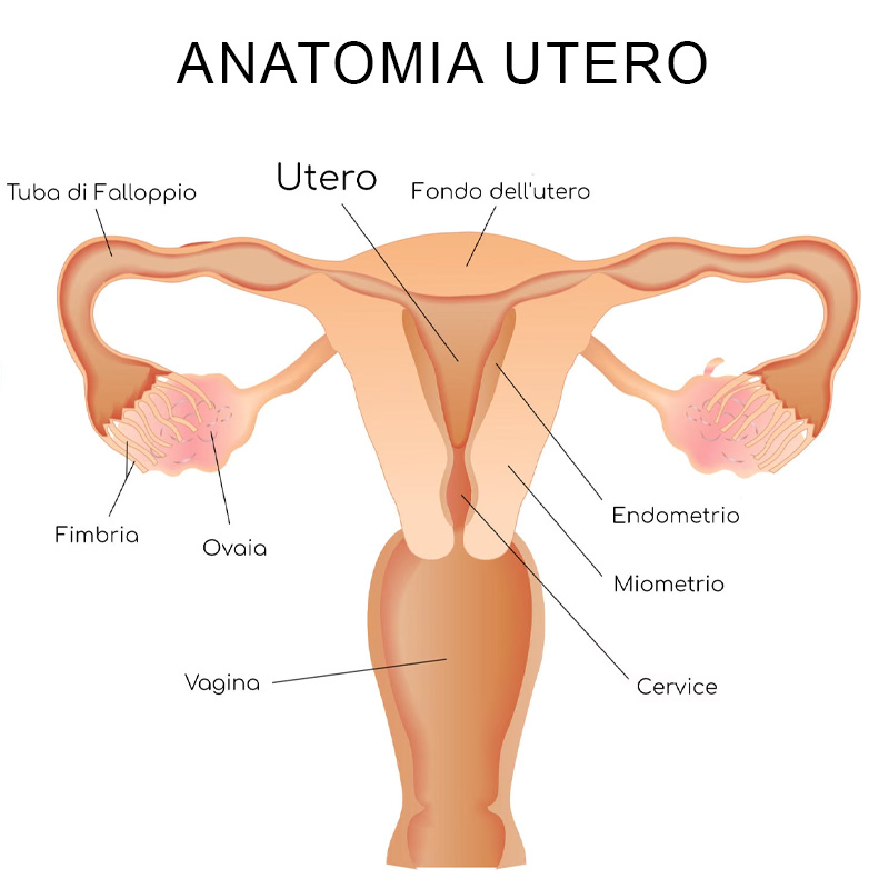 Schema anatomico dell'utero