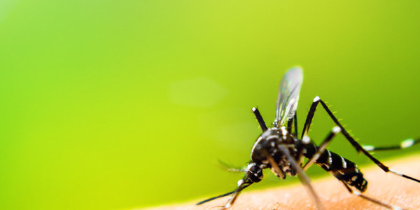 SOS Zanzare: 5 rimedi naturali che funzionano davvero