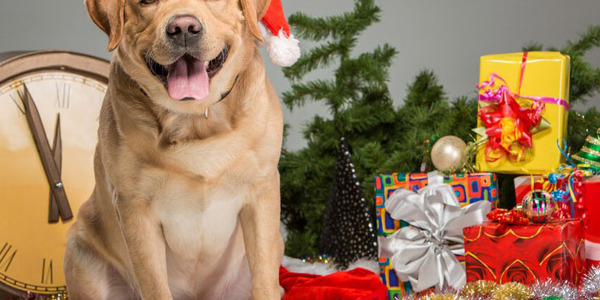 Idee Regalo per il Cane - Natale 2023