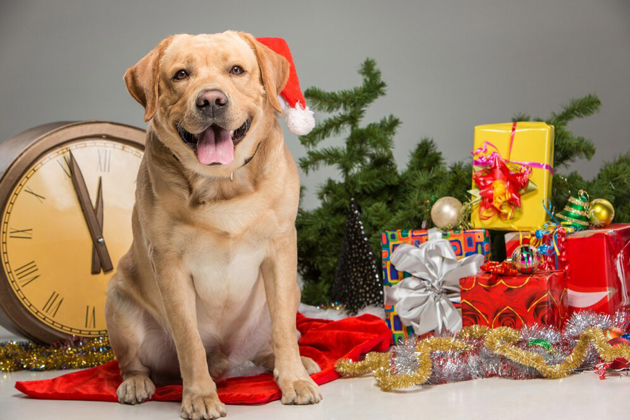 Idee Regalo per il Cane - Natale 2023